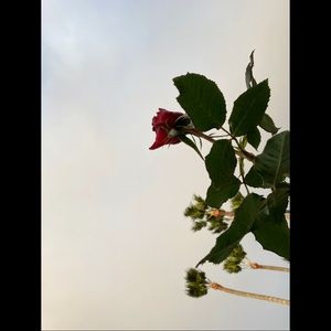 Meet your Posher, Marie